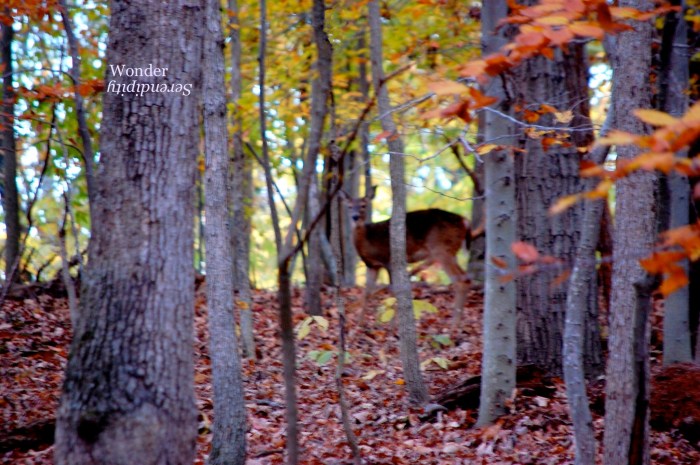 Image 9-3-13 at 10.55 PM (1)